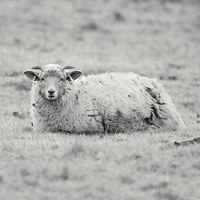 Buy canvas prints of Curious sheep by leonard alexander
