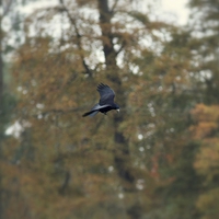 Buy canvas prints of crow in flight by leonard alexander