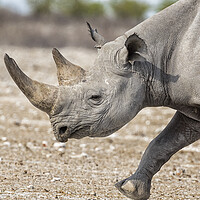 Buy canvas prints of Black Rhinoceros, No. 2 by Belinda Greb