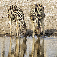 Buy canvas prints of Two Plains Zebras at the Waterhole by Belinda Greb