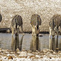 Buy canvas prints of Four Plains Zebras at the Waterhole by Belinda Greb