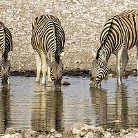 Buy canvas prints of Three Plains Zebras at the Waterhole by Belinda Greb