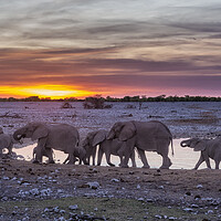 Buy canvas prints of Elephant Herd at Okaukuejo Waterhole at Sunset by Belinda Greb