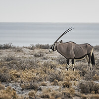 Buy canvas prints of Oryx with Etosha Pan in the Background by Belinda Greb