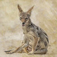 Buy canvas prints of Female Black-backed Jackal Against a Textured Background by Belinda Greb