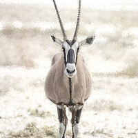 Buy canvas prints of Oryx Posing at Etosha by Belinda Greb