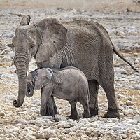 Buy canvas prints of Elephant Mother and Calf by Belinda Greb