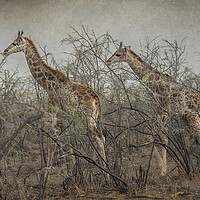 Buy canvas prints of Two Giraffe Calves by Belinda Greb