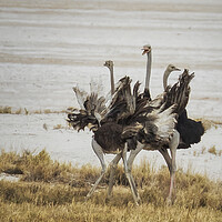 Buy canvas prints of Three Ostriches, Feathers Aflutter by Belinda Greb