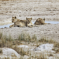 Buy canvas prints of Three Lion Cubs by Sueda Waterhole by Belinda Greb