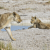 Buy canvas prints of Female Lion Passing Cub  by Belinda Greb