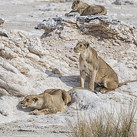 Buy canvas prints of Lions Watching Prey, No. 5 by Belinda Greb