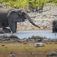 Buy canvas prints of Elephants Tussling at Rietfontein Waterhole by Belinda Greb