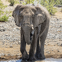 Buy canvas prints of Elephant Blowing Water at Moringa by Belinda Greb