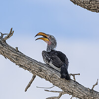 Buy canvas prints of Southern Yellow-billed Hornbill by Belinda Greb