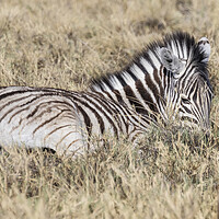 Buy canvas prints of Zebra Foal in the Grass by Belinda Greb