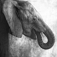 Buy canvas prints of Side Profile of a Young Elephant bw by Belinda Greb