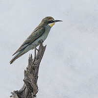 Buy canvas prints of Swallow-tailed Bee-eater by Belinda Greb