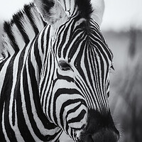Buy canvas prints of Portrait of a Plains Zebra bw by Belinda Greb