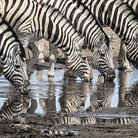 Buy canvas prints of Zebras at Chudob Waterhole by Belinda Greb
