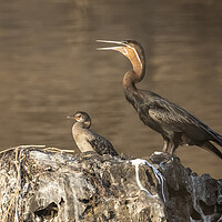 Buy canvas prints of African Darter and Reed Cormorant, No. 2 by Belinda Greb
