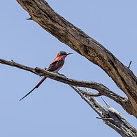 Buy canvas prints of Southern Carmine Bee-eater at Mahango Game Reserve by Belinda Greb