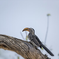 Buy canvas prints of Southern Yellow-billed Hornbill on a Tree in Mahango Game Reserve, No. 2 by Belinda Greb