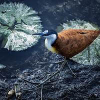 Buy canvas prints of African Jacana and Waterlilies by Belinda Greb