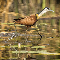 Buy canvas prints of African Jacana Strutting by Belinda Greb