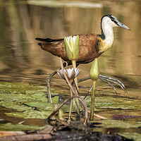 Buy canvas prints of African Jacana Stepping Through Water Lilies by Belinda Greb