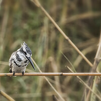 Buy canvas prints of Pied Kingfisher by Belinda Greb