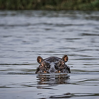 Buy canvas prints of Hippopotamus in the Okavango River, No. 1 by Belinda Greb