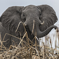 Buy canvas prints of Elephant Along the Okavango River by Belinda Greb