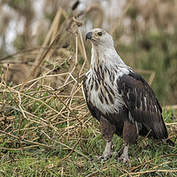 Buy canvas prints of Juvenile African Fish Eagle by Belinda Greb