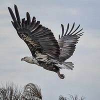 Buy canvas prints of Take off of a Juvenile African Fish Eagle by Belinda Greb