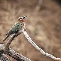 Buy canvas prints of White-fronted bee-eater by Belinda Greb