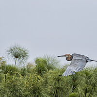 Buy canvas prints of Flying Giant Heron by Belinda Greb