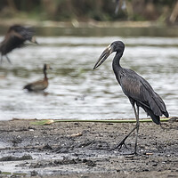 Buy canvas prints of African Openbill, No. 3 by Belinda Greb