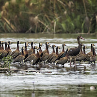 Buy canvas prints of Spur-winged Geese and White-faced Whistling Ducks by Belinda Greb