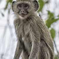 Buy canvas prints of Young Vervet Monkey Pausing to Look At Me, No. 1 by Belinda Greb