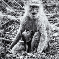 Buy canvas prints of Mother Vervet Monkey Stops to Nurse Baby bw by Belinda Greb