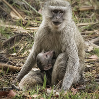 Buy canvas prints of Mother Vervet Monkey Stops to Nurse Baby by Belinda Greb