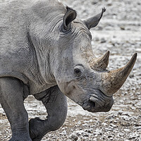 Buy canvas prints of Close-up of Mancuso, a White Rhinoceros by Belinda Greb