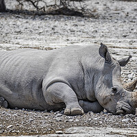 Buy canvas prints of Mancuso, a White Rhino, Decides to Takes a Nap by Belinda Greb
