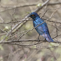 Buy canvas prints of Cape Glossy Starling by Belinda Greb