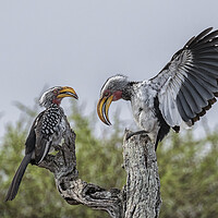 Buy canvas prints of Southern Yellow-billed Hornbills Mating Display, No. 1 by Belinda Greb