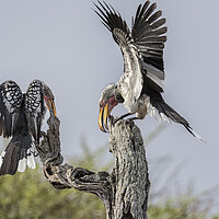 Buy canvas prints of Southern Yellow-billed Hornbills Mating Display, No. 2 by Belinda Greb