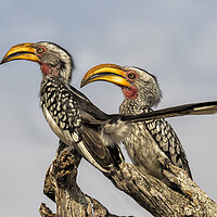 Buy canvas prints of Southern Yellow-billed Hornbills Pair, No. 2 by Belinda Greb