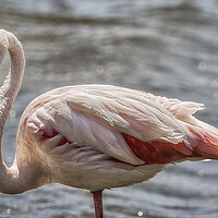 Buy canvas prints of Greater Flamingo Along Walvis Bay Waterfront, No. 2 by Belinda Greb