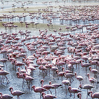 Buy canvas prints of Flamingos on the Walvis Bay Waterfront by Belinda Greb